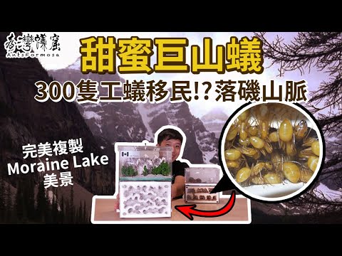 甜蜜巨山蟻「移民」落磯山脈！？｜超美造景蟻巢Moraine Lake完美復刻｜【臺灣蟻窟】
