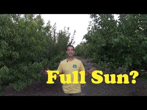 Desert Fruit Trees - Full Sun Vs Part Sun