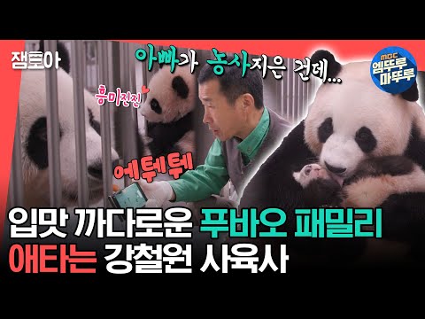 [#전참시] 미식가 푸바오 패밀리 사이에서 고군분투하는 강철원 사육사😅🥕ㅣ#푸바오 #아이바오 #러바오 #쌍둥바오 MBC240106방송