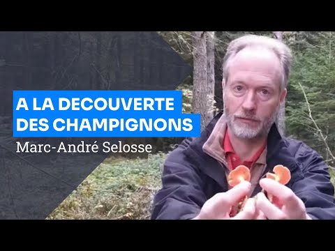 A la découverte des champignons en forêt, Marc-André Selosse