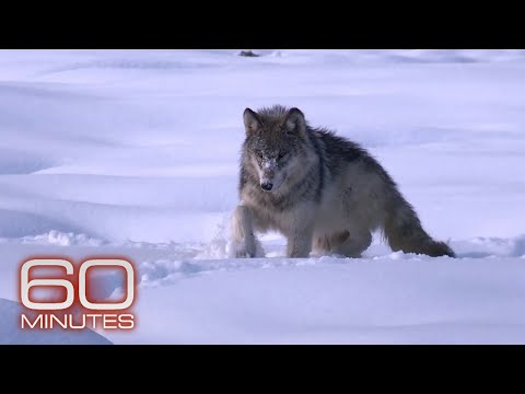 The wolves of Yellowstone | 60 Minutes Archive