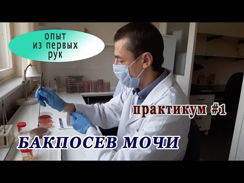 Бактериологическое исследование мочи (бакпосев). Практикум #1