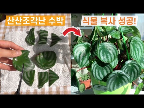 Become a plant millionaire✨ The magic of growing from 1 to 10! Here are three ways to propagate y...