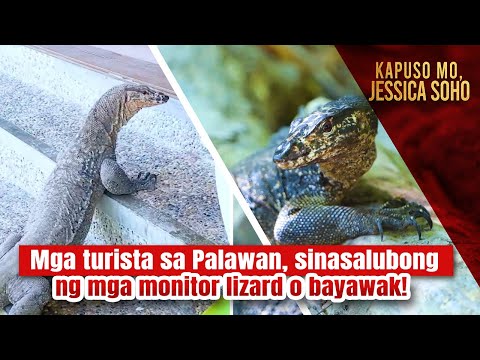 Mga turista sa Palawan, sinasalubong ng mga monitor lizard o bayawak! | Kapuso Mo, Jessica Soho