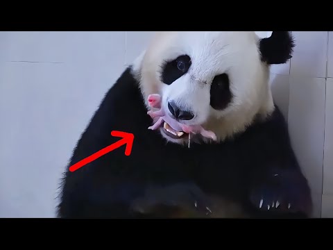She Cries as Humans Take Her Baby .The 3 Critical Stages of a Panda’s Life