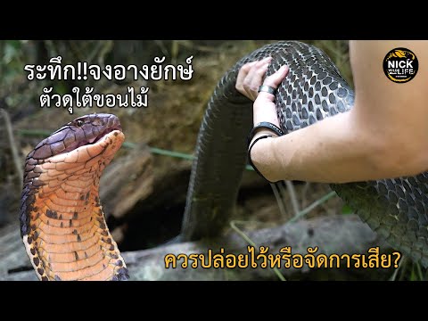 ลุยดิบ EP.143 ระทึก!! จงอางยักษ์ใต้ขอนไม้ ควรปล่อยไว้หรือจัดการเสีย?