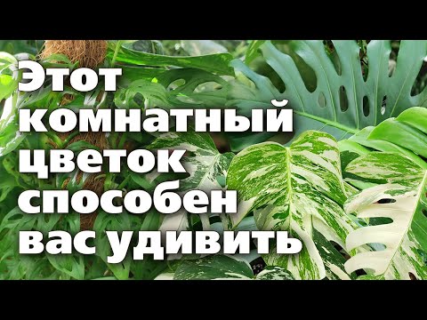 МОНСТЕРЫ. Их удивительно красивые разновидности и секреты выращивания