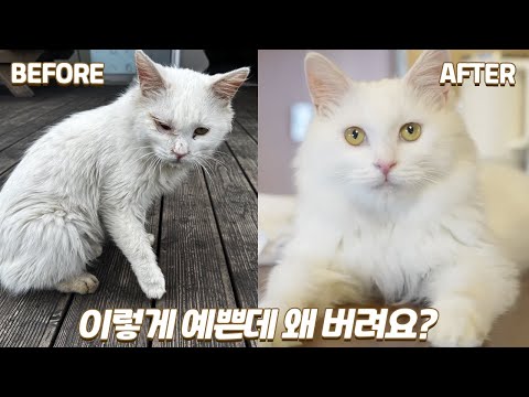 버려진 길 위에서 하염없이 가족을 기다리던 유기묘의 구조부터 입양까지 몰아보기