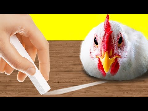 Things That HYPNOTIZE Every Animal