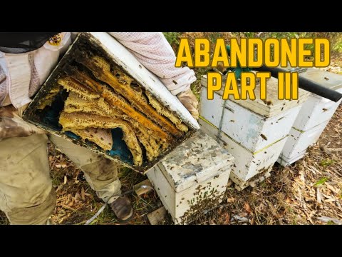 Rotten Honey is Just the Beginning  | The First Full Brood Inspection of the Abandoned Beehives.