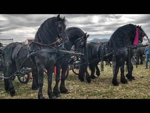 💥⭐НАЙПОТУЖНІШИЙ КІННИЙ ЯРМАРОК В ЄВРОПІ/КОНІ В РУМУНІЇ 💣/Marginea, Targ de cai/DRAFT HORSE