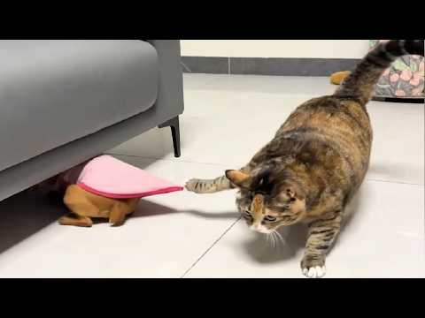 CATS and DOGS: Uncontrollable Fun