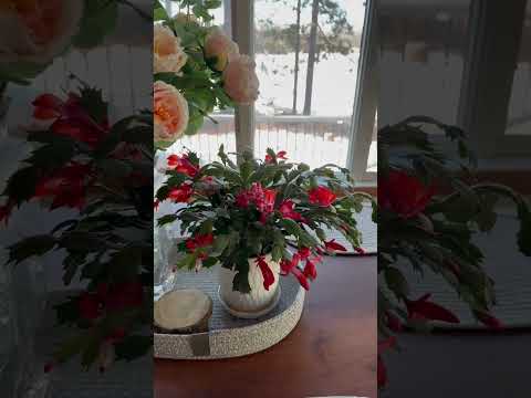 My Thanksgiving Cactus is blooming in March