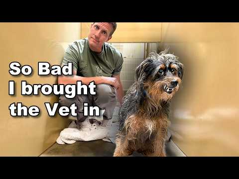 Terrified Rescue Dog Won’t Let Anyone Touch Him, HERE’S Why! 😳