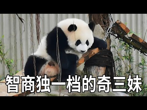 奇三妹的智力独一档，能攻能守还会审时度势，对自己家的家当也是看的牢牢的【你好大熊猫】