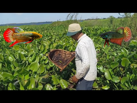 Looking for fish in Cambodia and Thailand