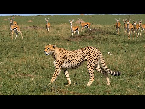 The Savannah Challenge: Herbivores and Carnivores