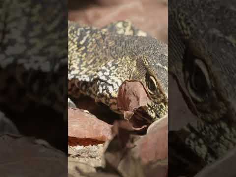 Where to Find Peppermint Stick insects | #DeepLook #Shorts