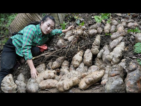 Harvest a large amount of tubers from the forest, green vegetables to sell at the market.