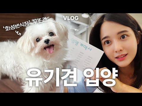 화성 번식장에서 구조한 강아지를 입양했어요♥️이름: 머털이 🐶특징: 귀여움✨#견생역전