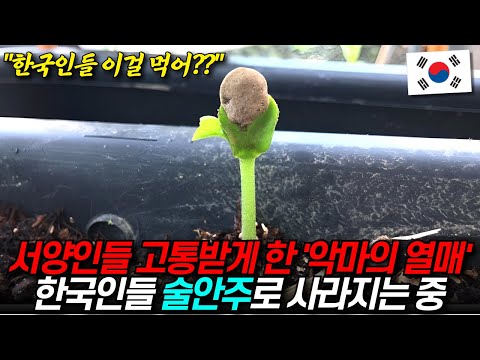 한국에선 포크레인으로 베어내는 전 세계 멸종위기 악마의 열매 "한국인들 술안주로 사라지는 중"