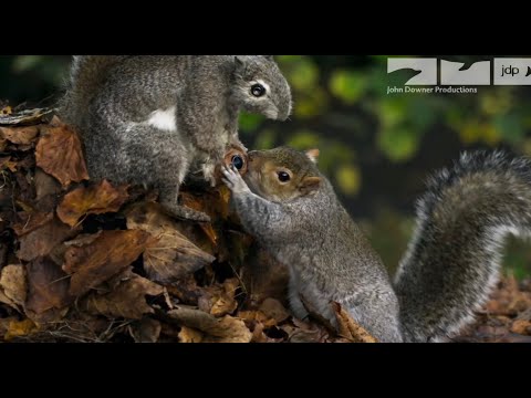 Squirrel Steals 'Spy Nut' From Robotic Spy Squirrel