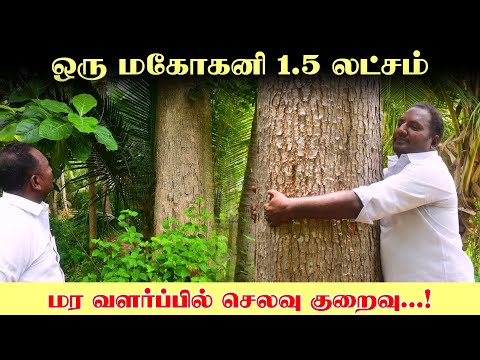 மர  விவசாயம் செலவை குறைத்து வருமானத்தை கூட்டும்