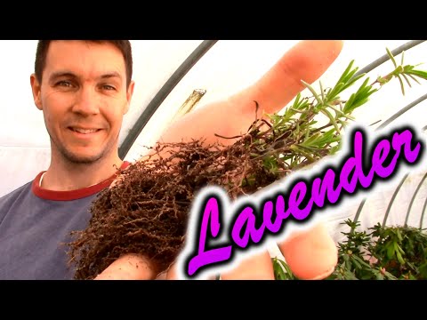 How to Grow Lavender Plants from Cuttings (Part 2) Growing, Pruning, and Shaping our Lavender Plants