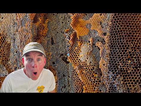 We Tasted OLD Black Honeycomb