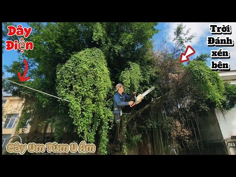 Sawing down giant green tree | 1/2 | P25