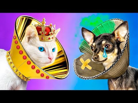 Богатая кошка vs бедная собака! Строим секретные домики для животных!