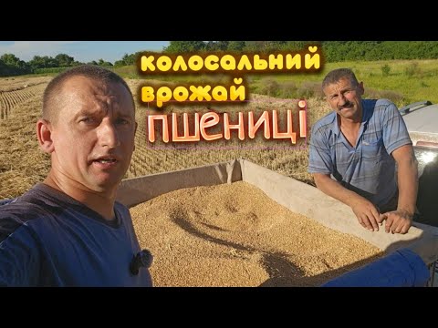 🇺🇦Оце так ВРОЖАЙ! Жнива пшениці! Намолотили 3 тони, розвантажили цілих 5