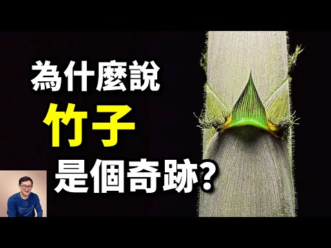 Bamboo is a miracle in the plant world. Bamboo is a miracle in the plant world.#Bamboo #Giant Panda