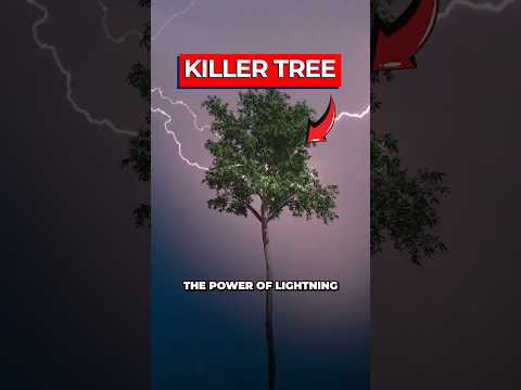 Scientists Discover Tree Using Lightning To Kill Its 'Enemies'
