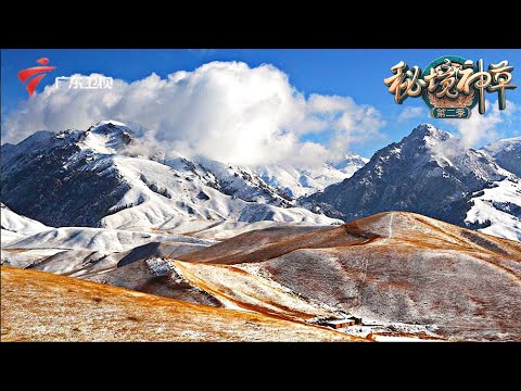 中国的第一神山昆仑山,上面生长着一种不老神药,老人带着孙女上山采药!【秘境神草第二季】 #秘境神草