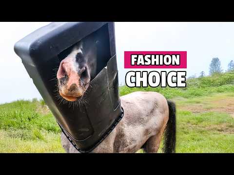 FEBRUARY FAILS! 😂 | Hilarious Pet Shorts