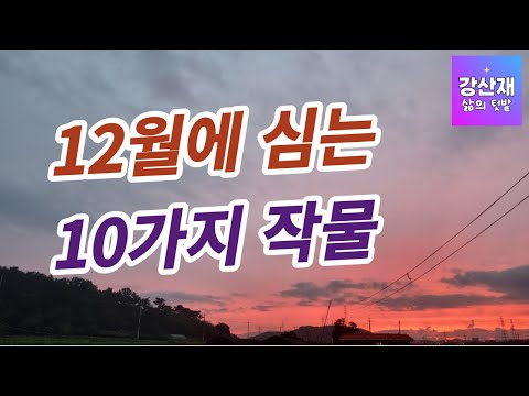 [텃밭] 겨울 12월에도 재배 가능한 작물 10가지를 소개합니다