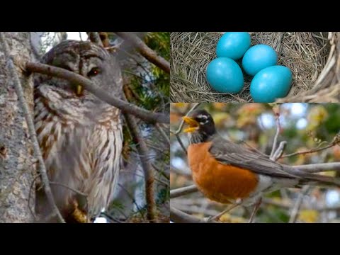 The First Robin Nests In Spring