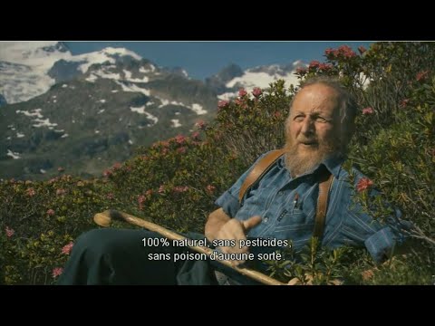 Des abeilles et des hommes - Et si les abeilles disparaissaient