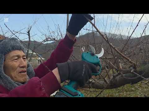 Peach tree pruning tips from a seasoned expert. The Exitool electric shears easily cut even thick...