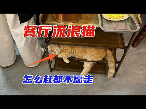 餐廳來了只流浪貓，怎麽趕都趕不走，老板的舉動令店里生意火爆。