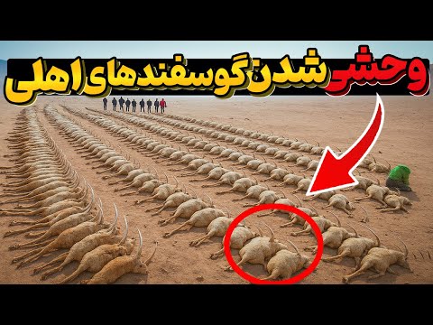 اونا هزاران گوسفند رو تو جزیره رها کردن تا بمیرن… اما ۵۰ سال بعد برگشتن، یه اتفاق عجیب افتاد!