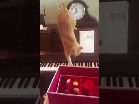 Funny Animals Videos 😂 - Funniest Cats and Dogs 😸🐶