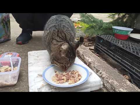 A Chubby Hamster Came To Us 🔥