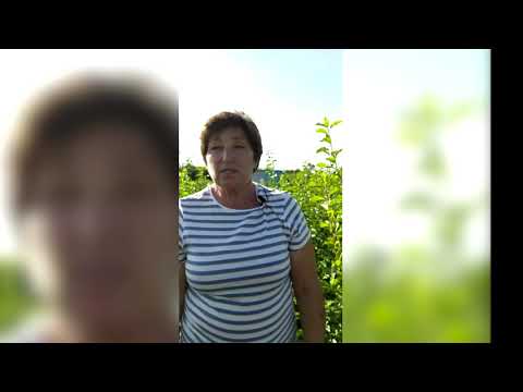 Грецкий орех  Мифы и реальность