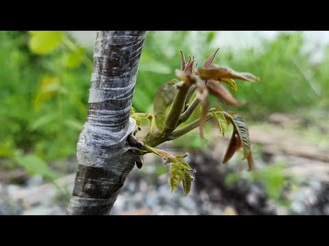walnut grafting in winter and spring