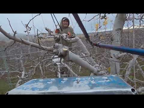 Poda de árboles de manzana golden 