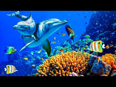 Relaxing Music to Relieve Stress, Anxiety and Depression • Mind, Body 🐬 Soothing music for nerves