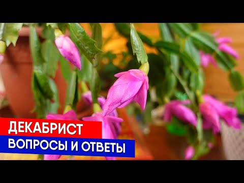 Декабрист - вопросы и ответы