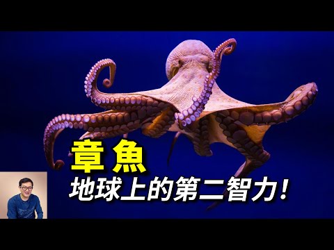 全身11個大腦，會直立行走，會使用工具！帝王蟹的一生之敵——章魚【老肉雜談】#動物 #海洋生物 #海鮮 #章魚 #octopus